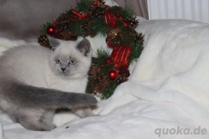 Süsse reinrassige BKH-Kitten suchen ein neues Zuhause