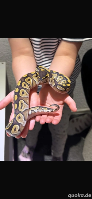 Königspython Mojave double het. albino Piebald