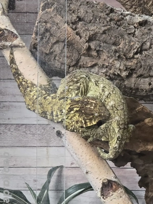 Rhacodactylus leachianus Pärchen, Verkauf oder Tausch gegen Uroplatus ebenaui Pärchen nur mit Terra