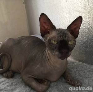  Sphynx Kater  4Jahre