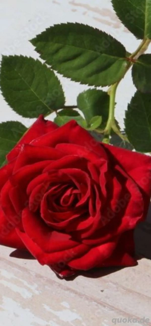 Neues Jahr neues Glück  Er sucht Sie ab 60 für immer..