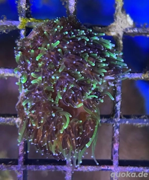 Galaxea fascicularis Kristallkoralle
