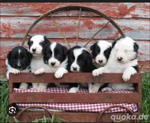 **Border Collie welpen - Reinrassige mit Stammbaum- absoluter Top Preis (WhatsApp: 015216112771)**
