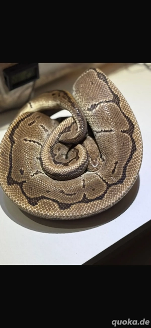 Königspython Pinstripe adult