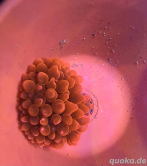 Kupferanemone (Entacmaea Quadricolor)