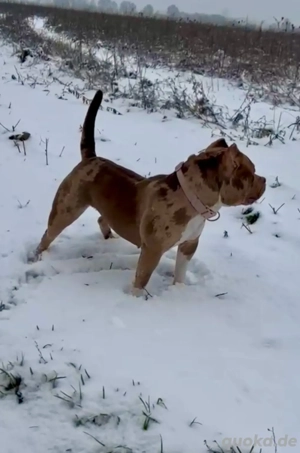 American Bully Hündin  Kitana  sucht ein liebevolles Zuhause