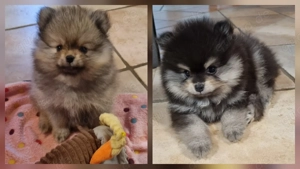 Wunderschöne Zwergspitz Welpen