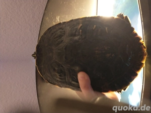 Floridanische schmuckschildkröte 