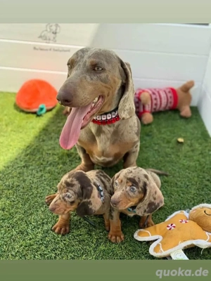 Niedliche und bezaubernde exotische Merle-Dackelwelpen suchen ein neues Zuhause