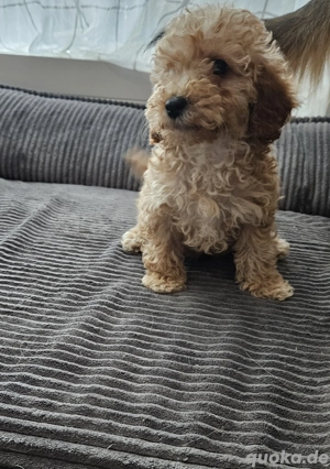 Maltipoo Zwergpudel Welpen