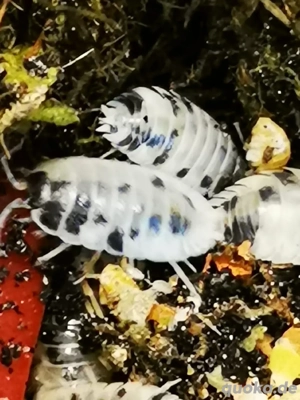Porcellio laevis  Panda 