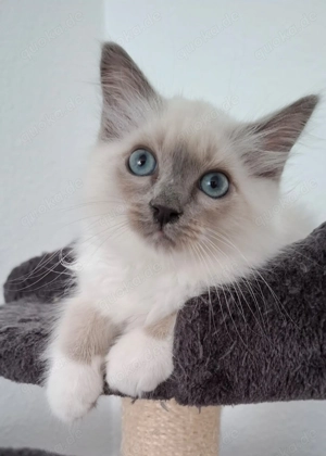 Heilige birma kitten Reinrassige