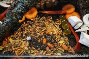 Orange Asseln   Porcellionides pruinosus