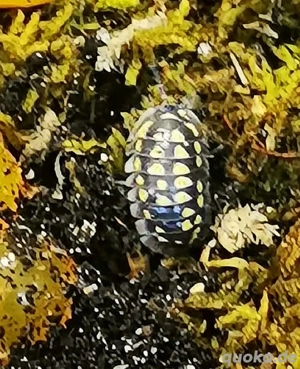 Armadillidium gestroi