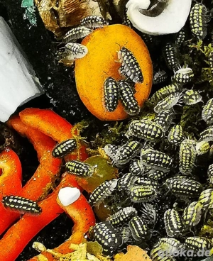 Armadillidium gestroi Bild 2