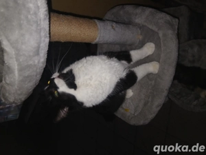 2 geschwister katze und kater wegen allergie abzugeben