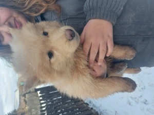 Süße akita mix Welpen 