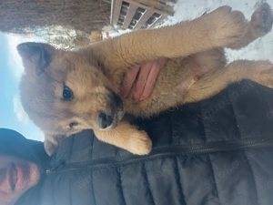 Süße akita mix Welpen 