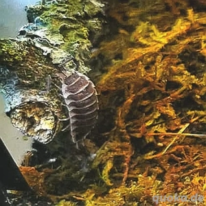 Porcellio hoffmannseggii   Grau