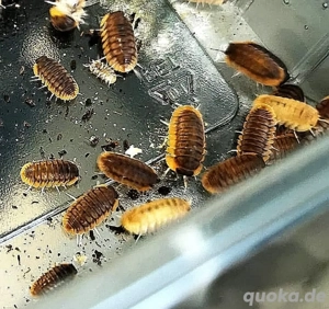 Cubaris sp.  Red Edge 