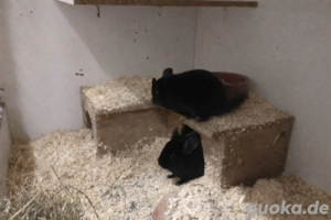 2 Chinchilla Mädchen suchen mit Zubehör ein Zuhause
