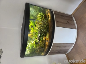 !! Auflösung!! Schönes Eckaquarium mit Unterschrank und Technik!!