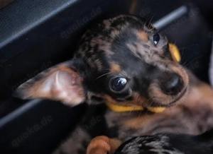 Zwergpinscher blue merle selten