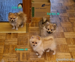 Zwergspitz Welpen ab sofort in liebevolle Hände abzugeben