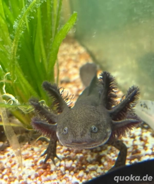 3 Axolotl Jungtiere 12 bis15cm 2zusammen. 25 