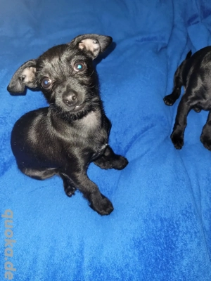 Kleiner Prager Rattler mix sucht neues zu Hause