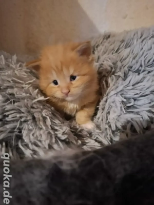 Süße Maine Coon Kitten 