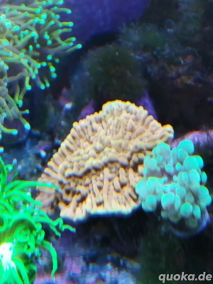 Montipora crazy T Meerwasser Koralle 