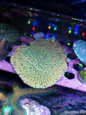 Montipora kung pao Meerwasser Koralle 