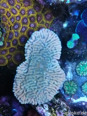 Montipora Vino Meerwasser Koralle 