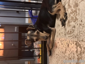 Zwergpinschermix Meilo