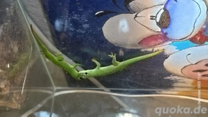 4 Madagaskar-Taggecko Gecko 