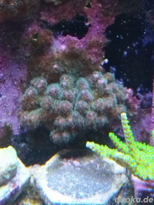 Pocilopora tricolor Meerwasser Koralle 