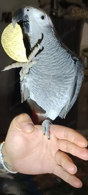 Kongo GrauPapagei männlich 