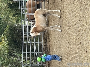 Edelbluthaflinger Hengstfohlen