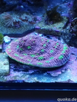 chalice Bazooka joe Meerwasser Koralle 