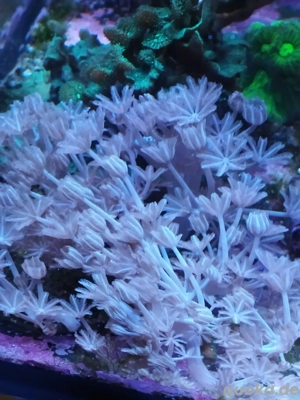 Xenia Meerwasser Koralle 