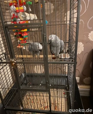 Afrikanischer Graupapagei