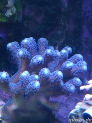 stylophora Milka Meerwasser Koralle 