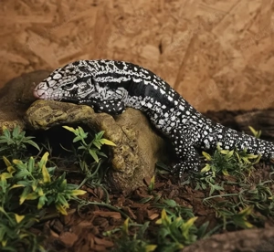 schwarz weißer Teju (Tupinambis merianae)