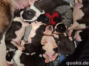 bernhardiner welpen ab Februar märz