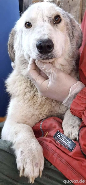 Verzweifelter, trauriger Junghund Frodo