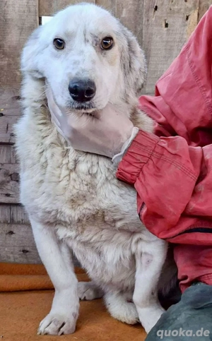 Verzweifelter, trauriger Junghund Frodo Bild 8