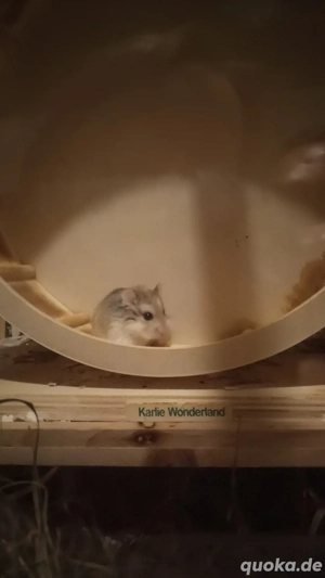 Roborowski Hamster Dame 