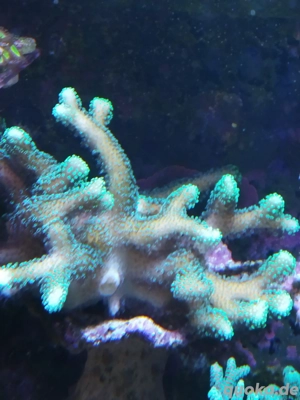 stylophora gelb Meerwasser Koralle 