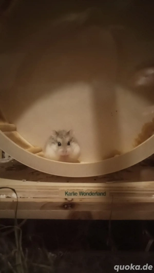 Roborowski Hamster Dame  Bild 2